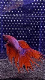 Betta - Crowntail (Mâle)