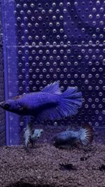 Betta Super Delta (Femelle)