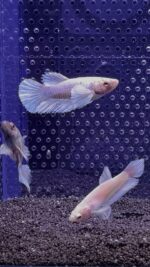 Betta - Dumbo Ear (Femelle)