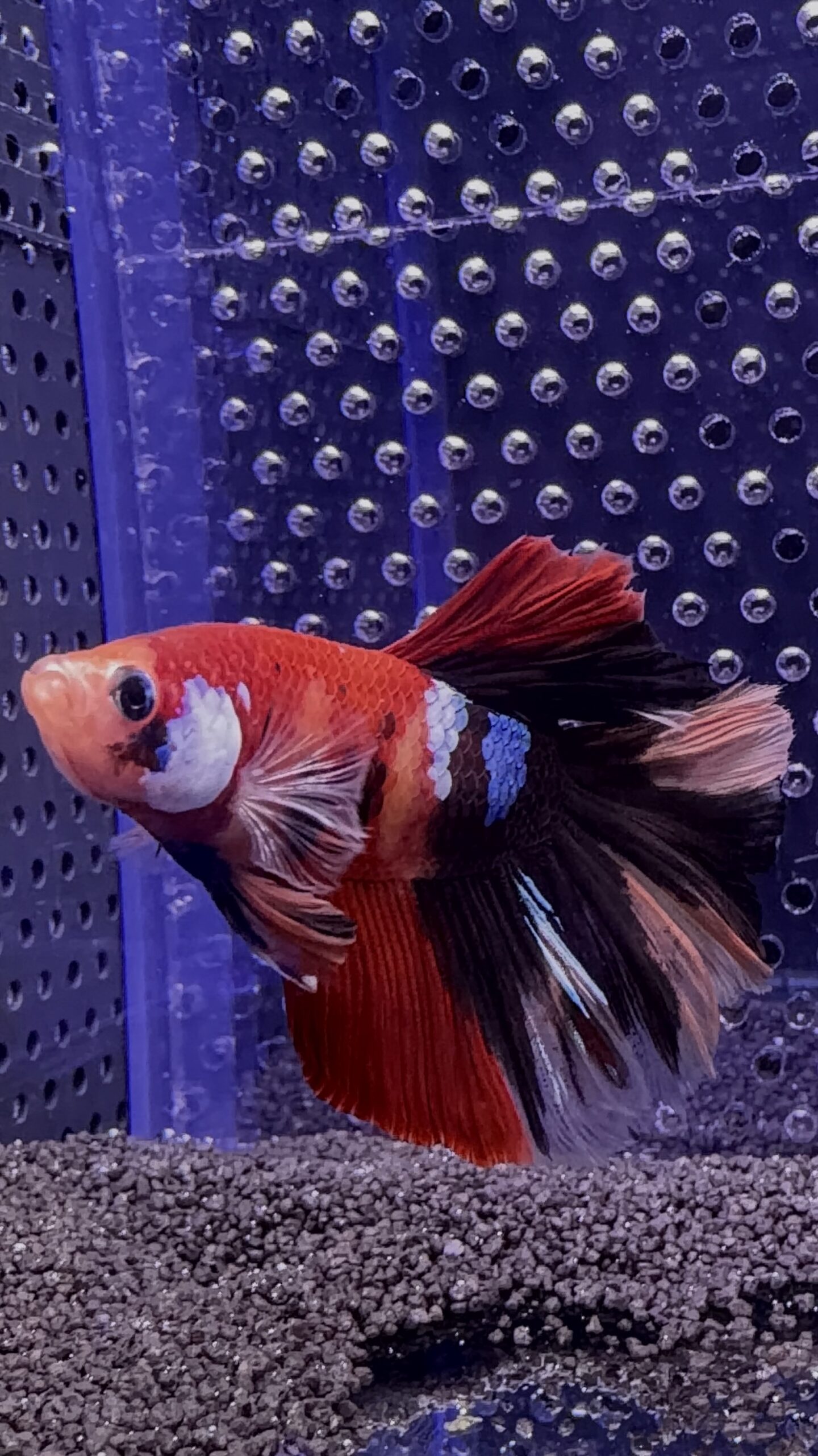Betta - HalfMoon Koï (Mâle)