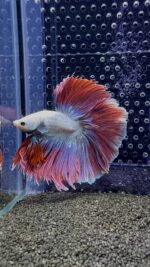 Betta - HalfMoon (Mâle)