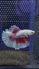 Betta - HalfMoon (Mâle)
