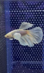 Betta - Super Delta Dumbo Ear (Mâle)