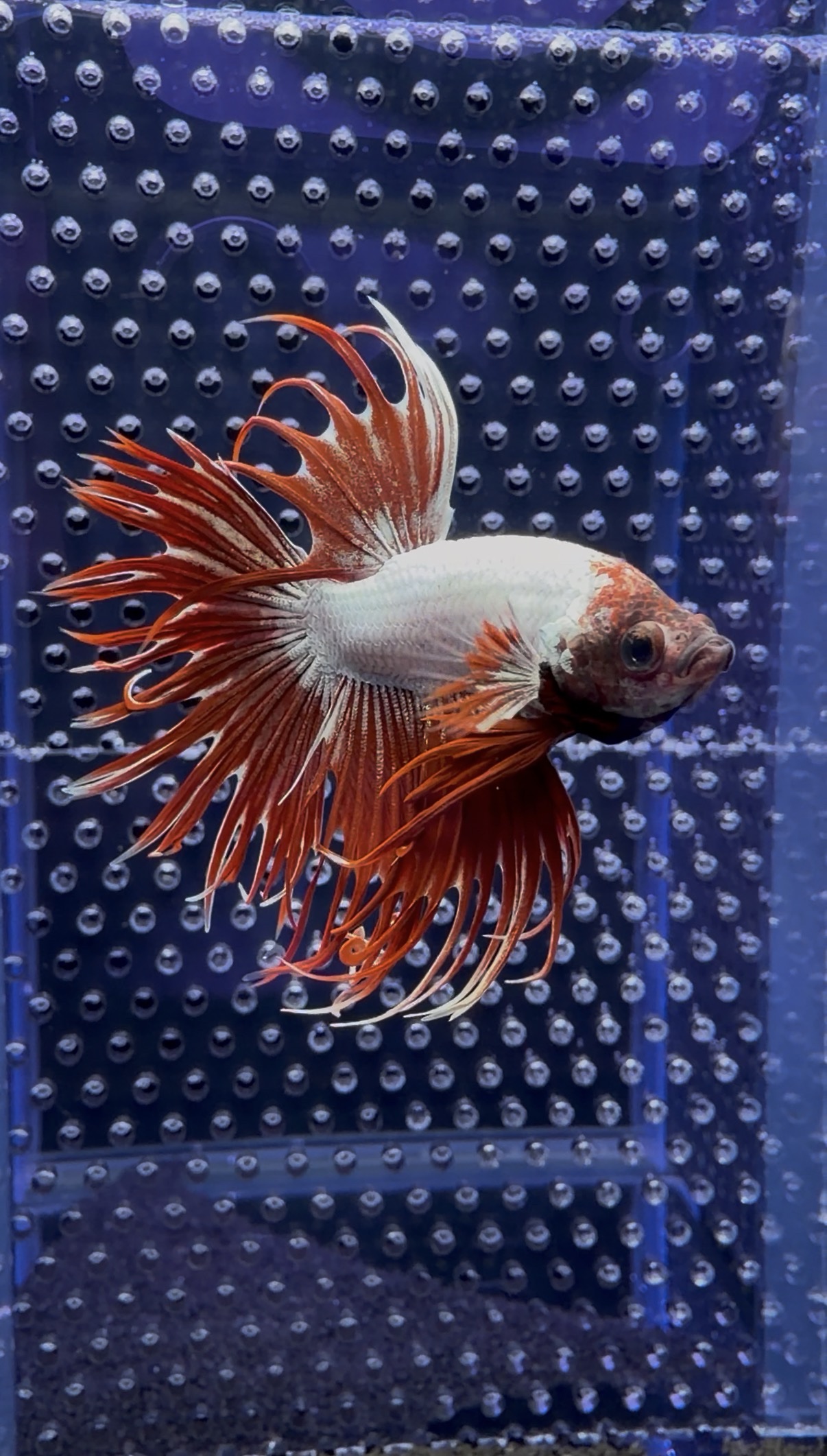Betta - Crowntail Dragon (Mâle)