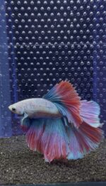 Betta - HalfMoon (Mâle)