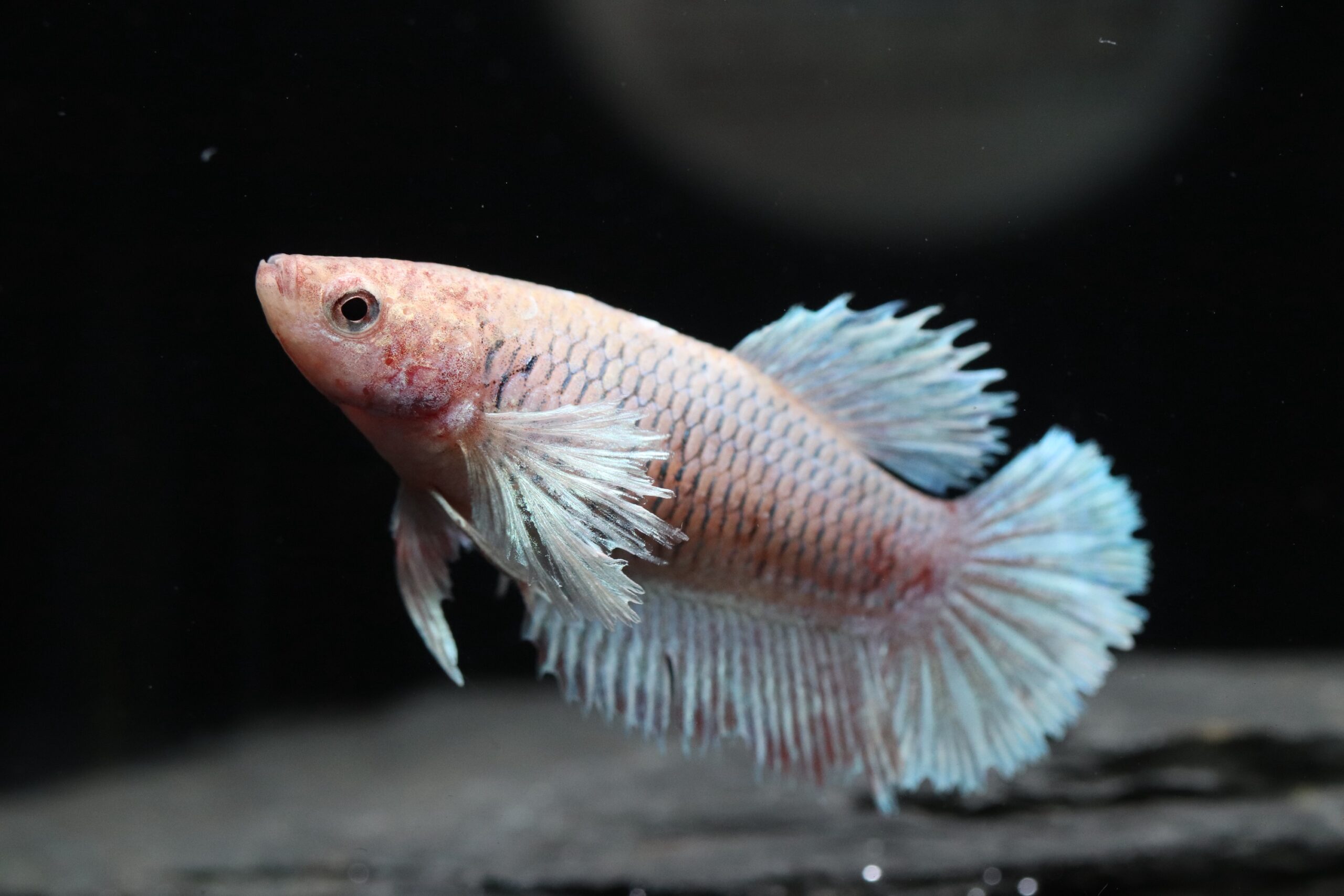 Betta - Dumbo Ear (Femelle) – Image 2