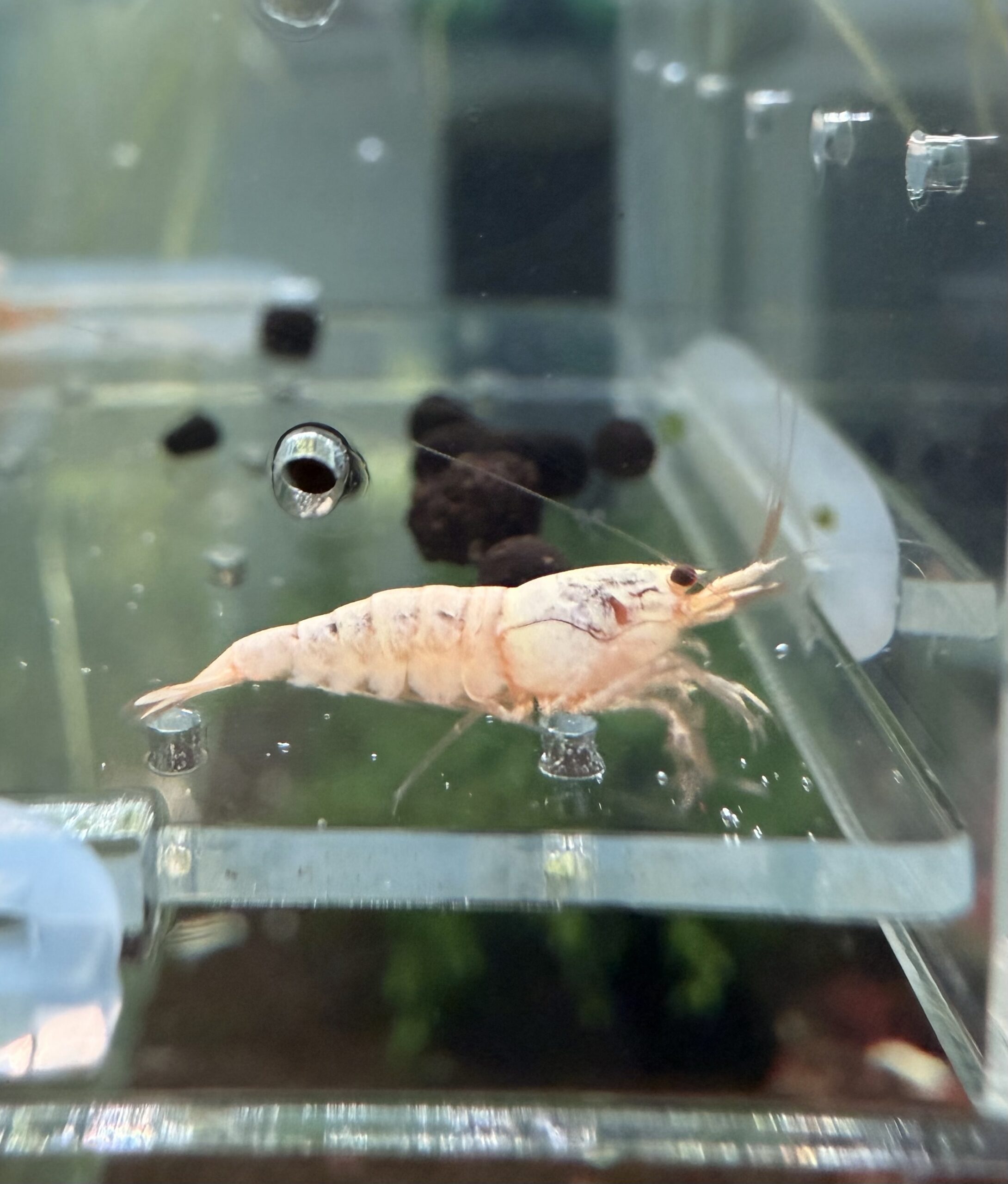 Lot 10x Caridina Snow White & Golden Snow – Image 3