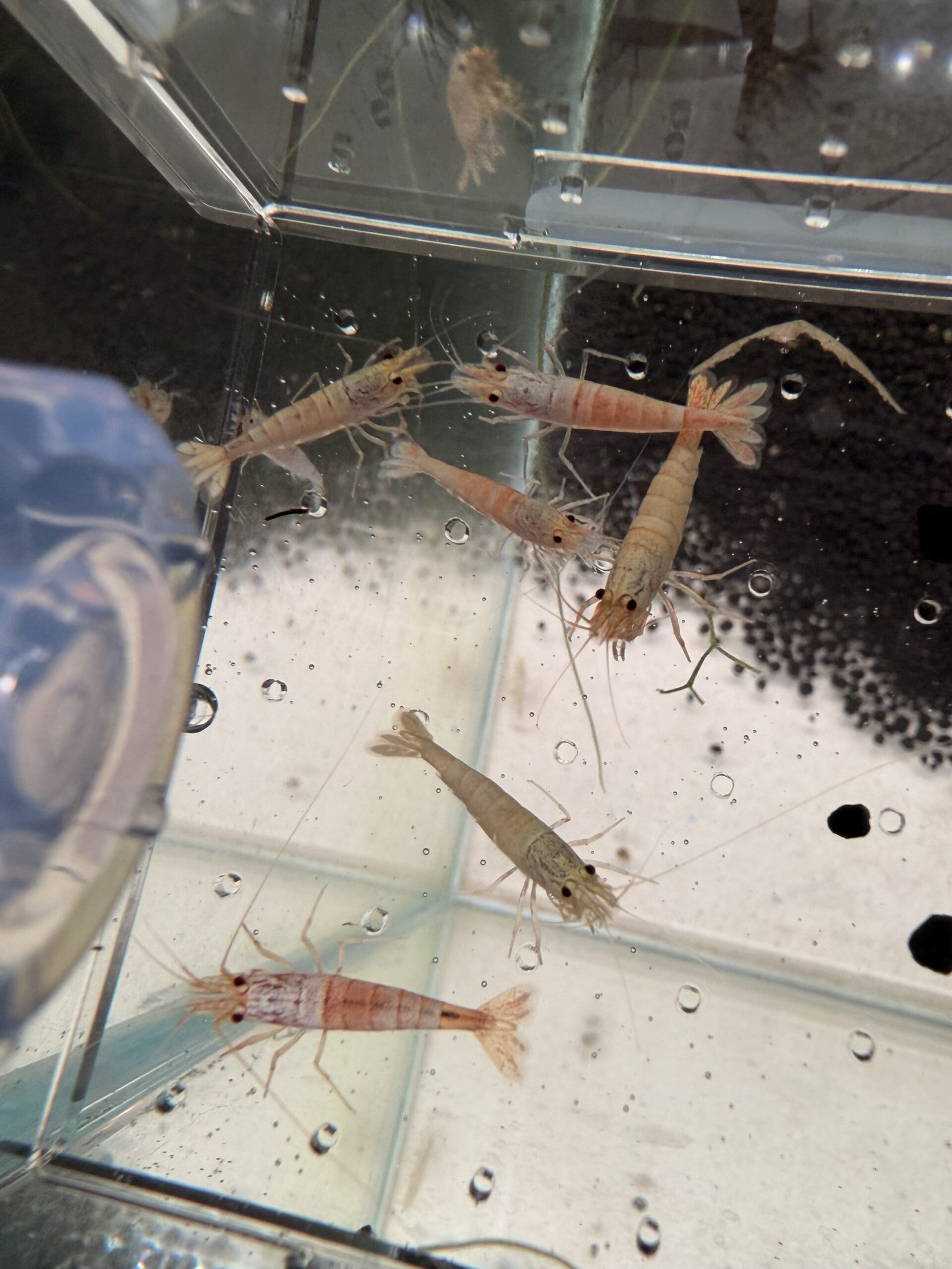 Lot 10x Caridina Snow White & Golden Snow – Image 4