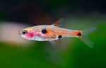 Rasbora Maculatus - Boraras Maculatus (M)