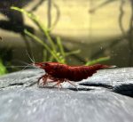 Neocaridina Davidi - Bloody Mary Dark