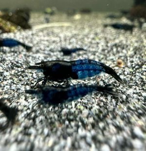 Neocaridina Davidi - Blue Rili