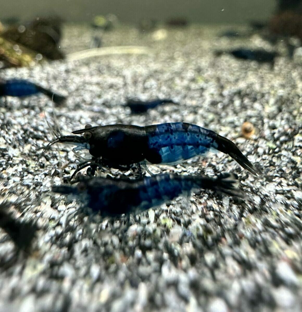Neocaridina Davidi - Blue Rili