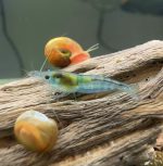 Neocaridina Davidi - Blue Jelly