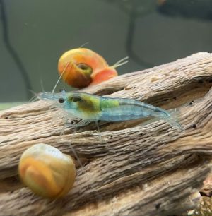 Neocaridina Davidi - Blue Jelly