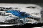 Neocaridina Davidi - Blue Velvet