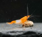 Neocaridina Davidi - Orange Rili