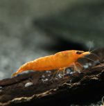 Neocaridina Davidi - Orange Fire