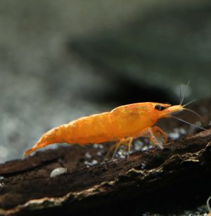 Neocaridina Davidi - Orange Fire