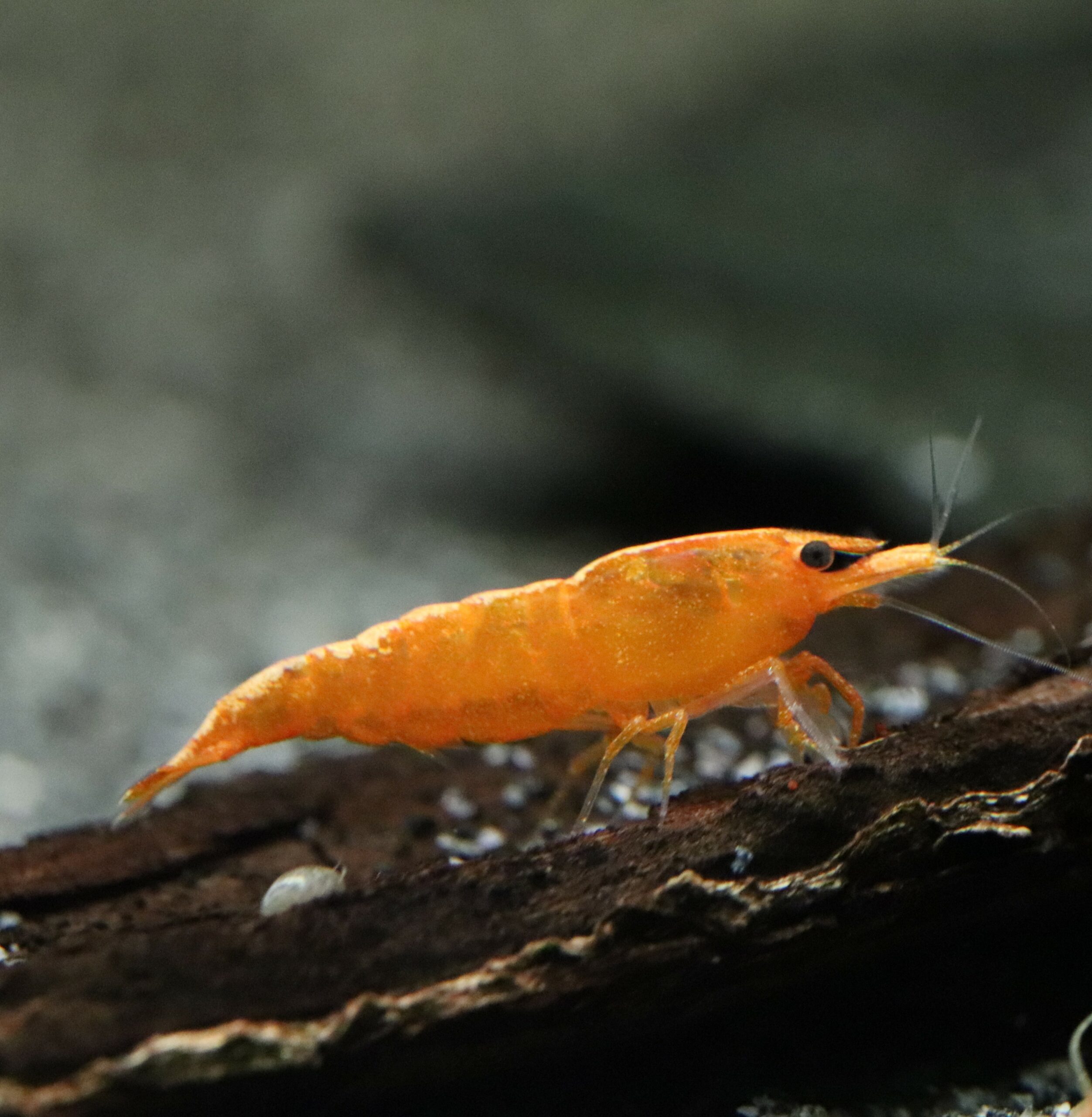 Neocaridina Davidi - Orange Fire