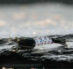 Neocaridina Davidi - Black Rili