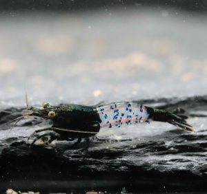 Neocaridina Davidi - Black Rili