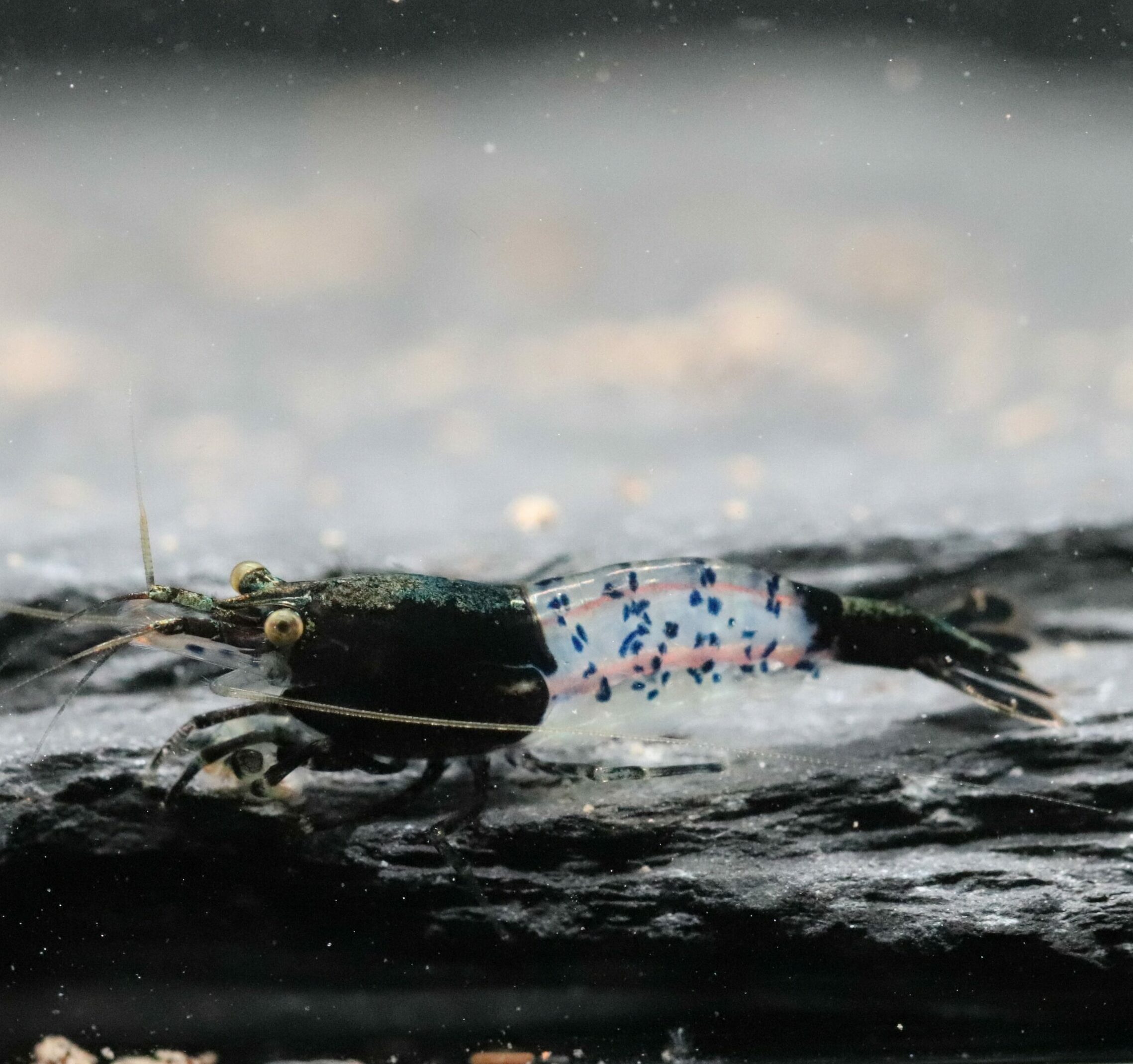 Neocaridina Davidi - Black Rili