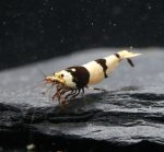 Crystal Black - CBS (Grade - SSS)