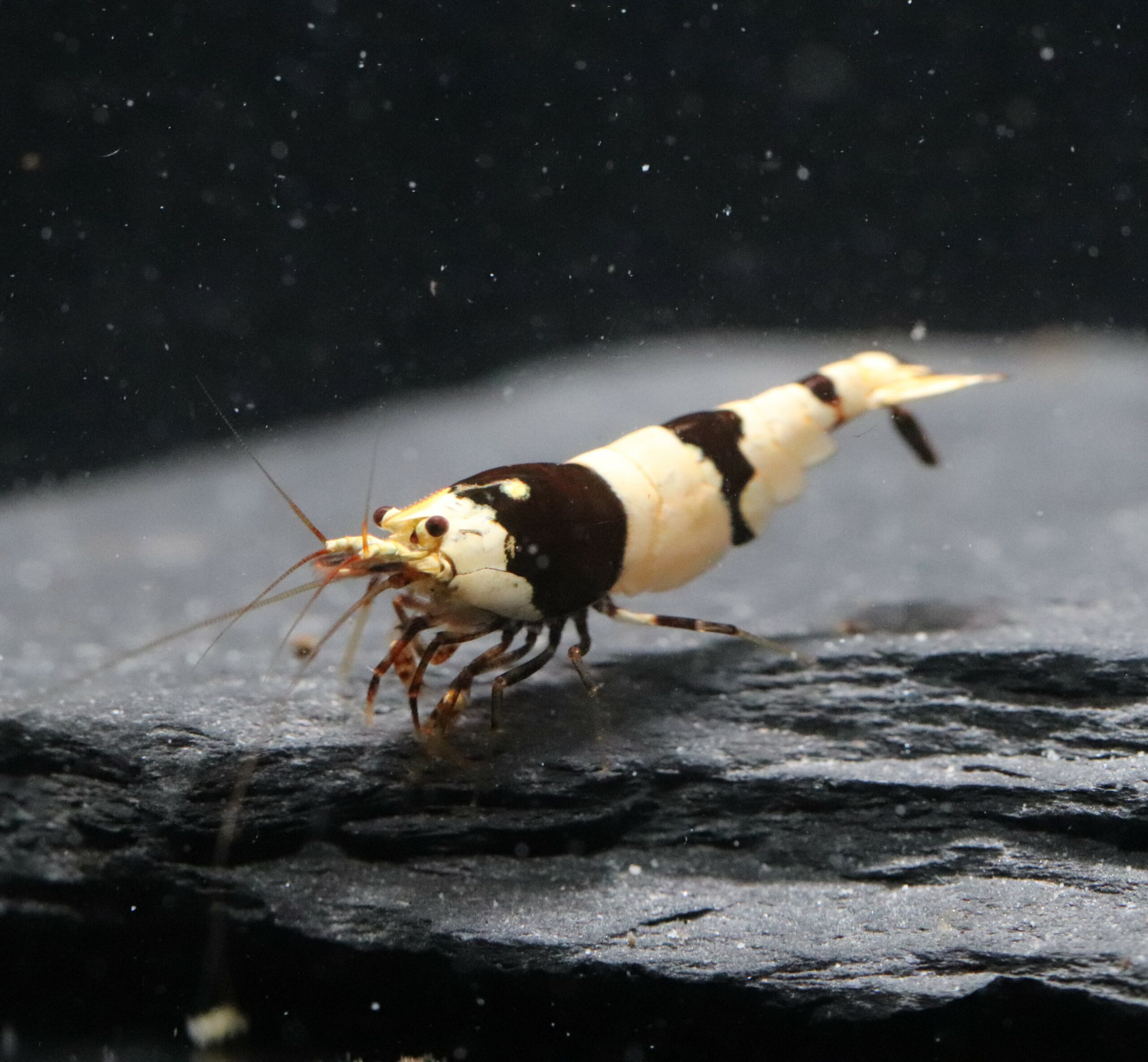 Crystal Black - CBS (Grade - SSS)