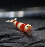 Crystal Red - CRS (Grade SSS)