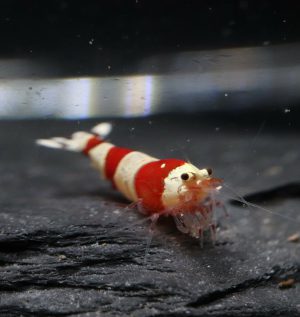 Crystal Red - CRS (Grade SSS)