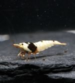 Pure Black Line - PBL (Grade SS-SSS)