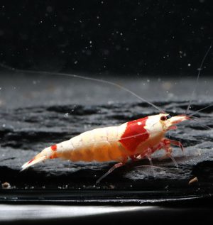 Pure Red Line - PRL (Grade SS-SSS)