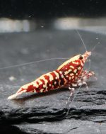 Galaxy Red Snowflake