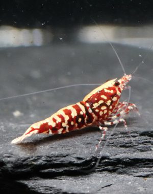 Galaxy Red Snowflake