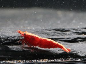 Neocaridina Davidi - Red Fire