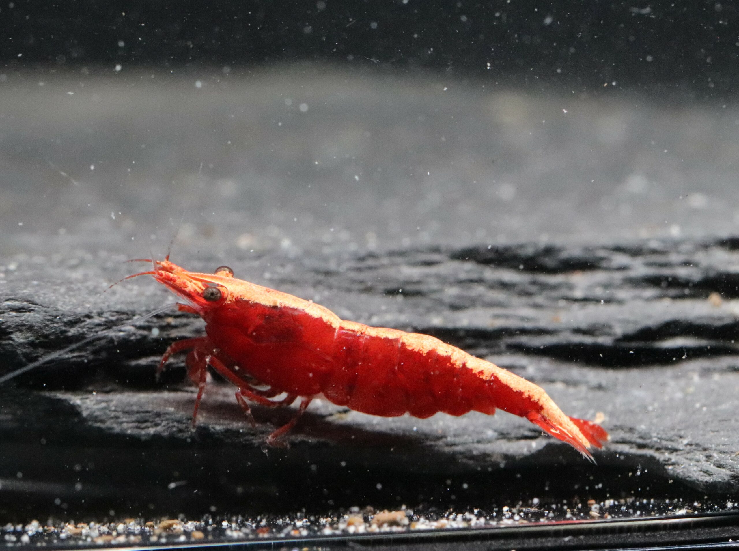 Neocaridina Davidi - Red Fire