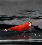 Super Santa Extreme Red