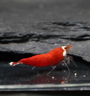 Super Santa Extreme Red