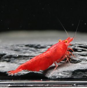 Neocaridina Davivi - Red Fire OE