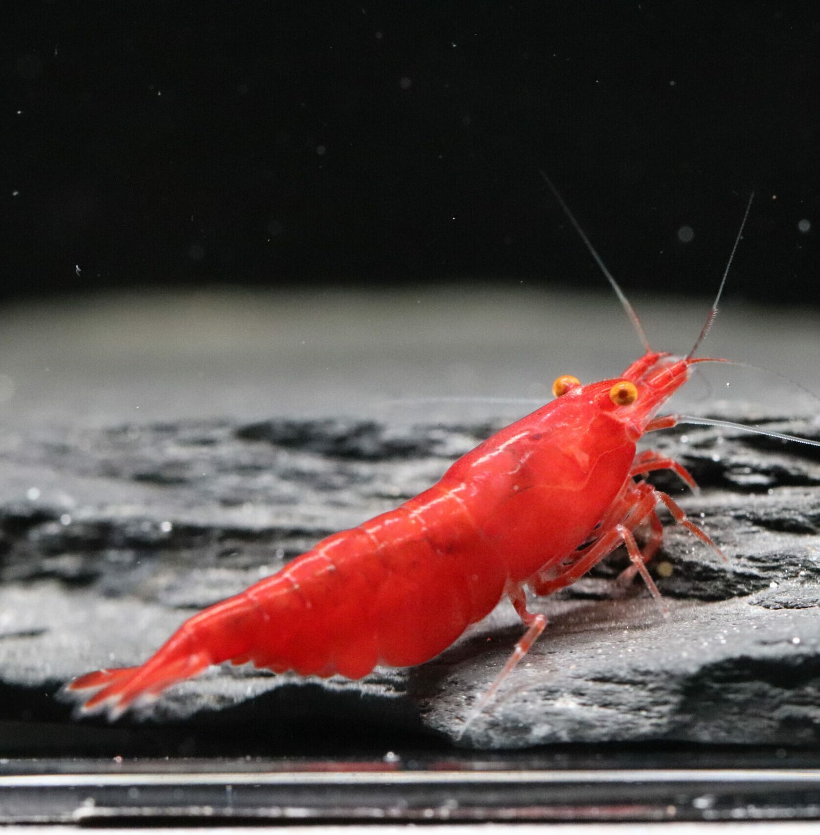 Neocaridina Davivi - Red Fire OE