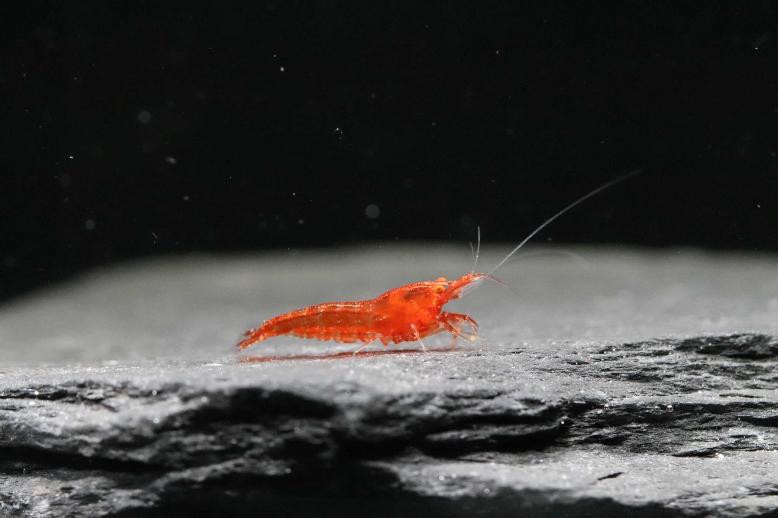 Neocaridina Davivi - Red Fire OE – Image 2