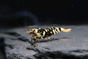 Fancy Tiger Black (Selection)