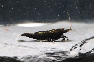 King Kong Black (Grade SS-SSS)