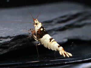 Crystal Black CBS - Half Moon (Grade - SSS)