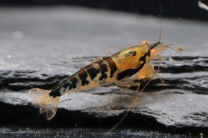 Dragon Blood OE (Gène Deep Blue)