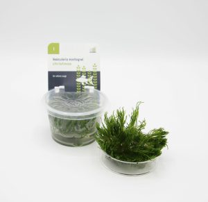 Vesicularia Montagnei - Christmas Moss