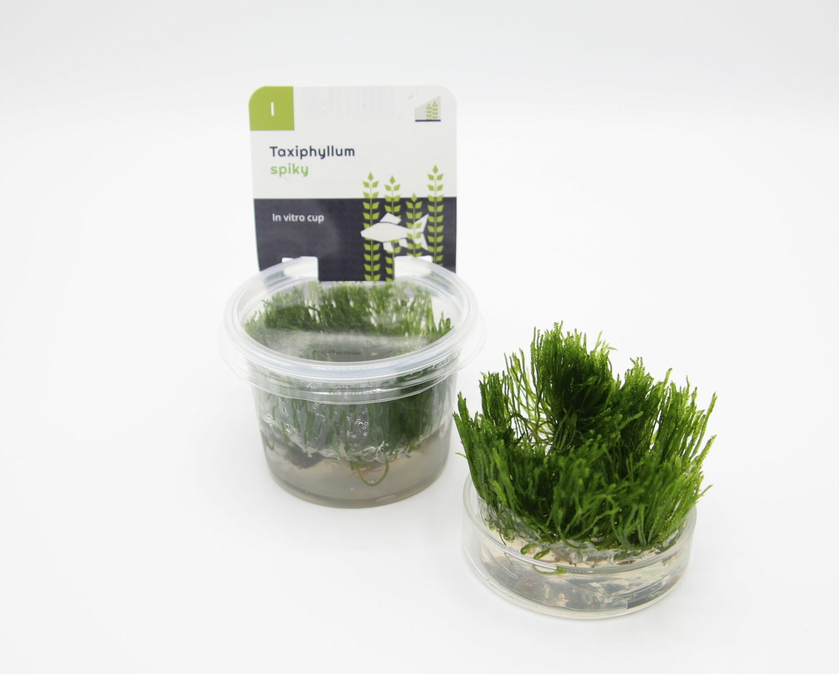 Taxiphyllum - Spiky