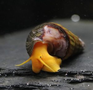 Tylomelania Rabbit Orange (3-6cm)