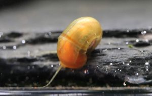 Planorbe Orange (Taille M)