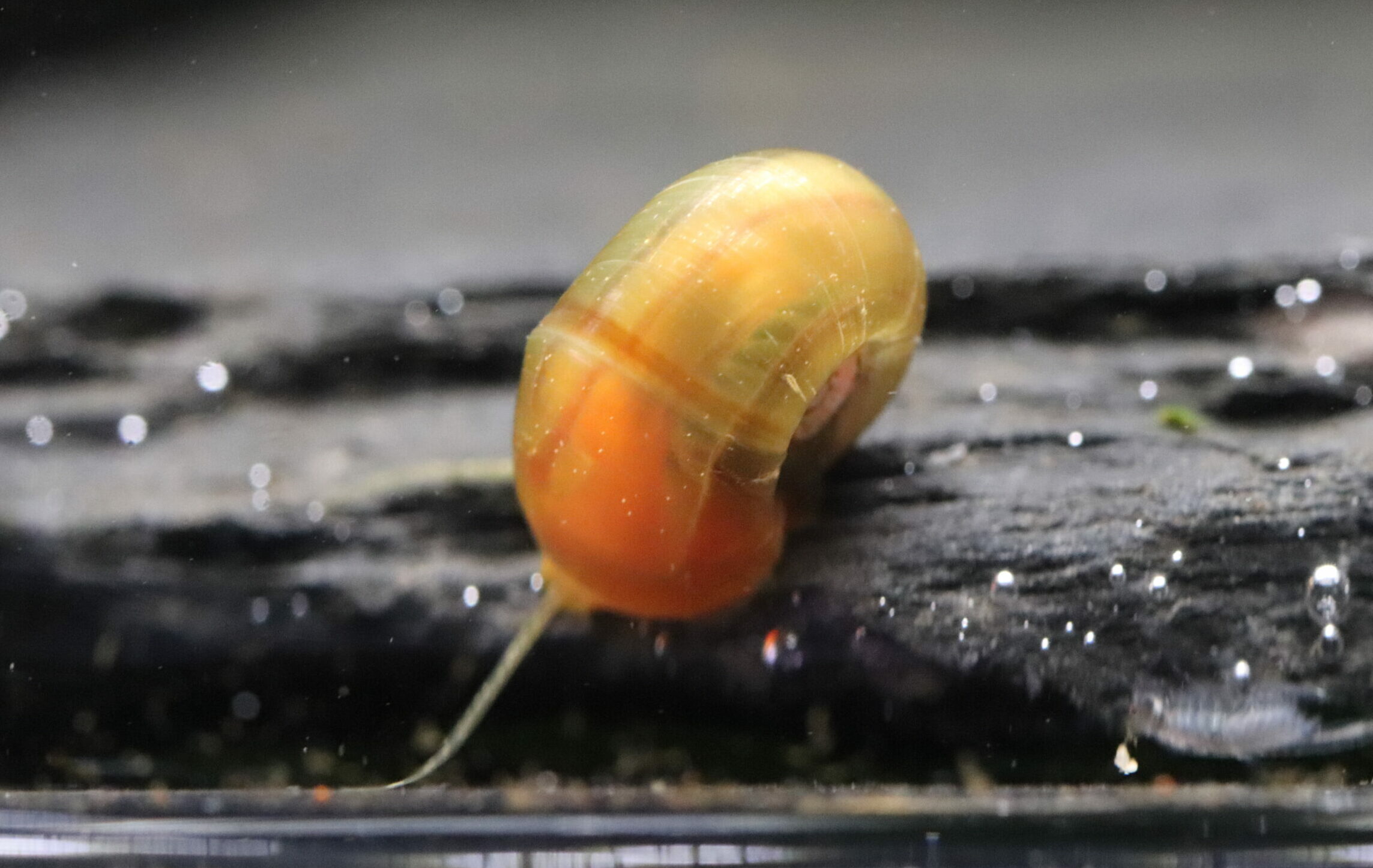 Planorbe Orange (Taille M)